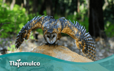 imagen buho trajomulco